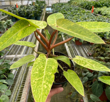 Philodendron 'Painted Lady'