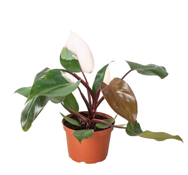 Philodendron 'Pink Princess'