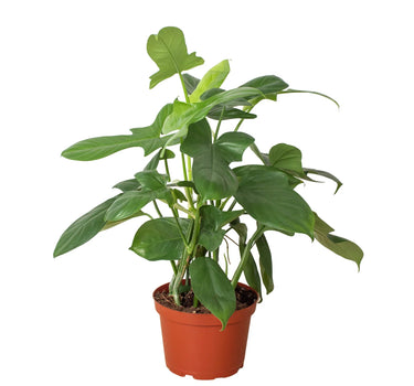 Philodendron 'Silver Sword'