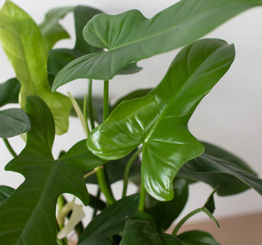 Philodendron 'Silver Sword'
