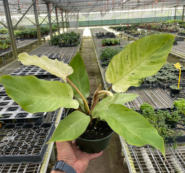Philodendron 'Snowdrift'