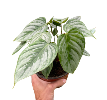 Philodendron 'Sodiroi'