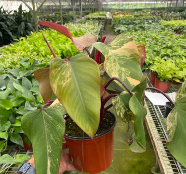 Philodendron 'Strawberry Shake'