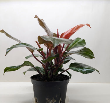 Philodendron 'Sun Red'