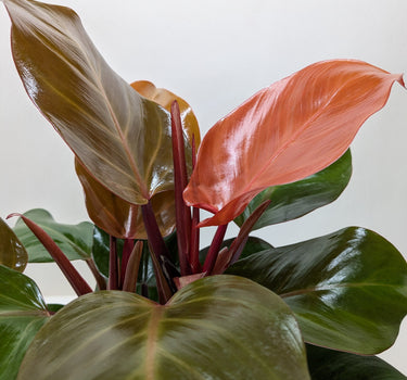 Philodendron 'Sun Red'