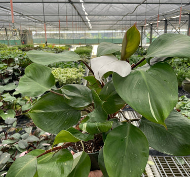 Philodendron 'White Knight'