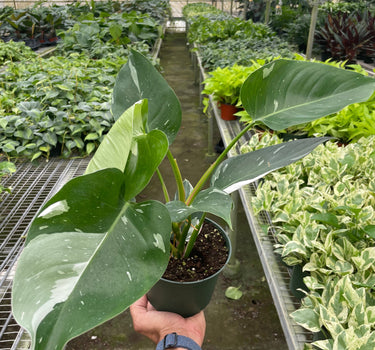 Philodendron 'White Princess'