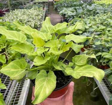 Philodendron 'Xanadu' Variegated