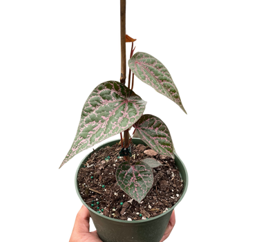 Piper 'Crocatum'