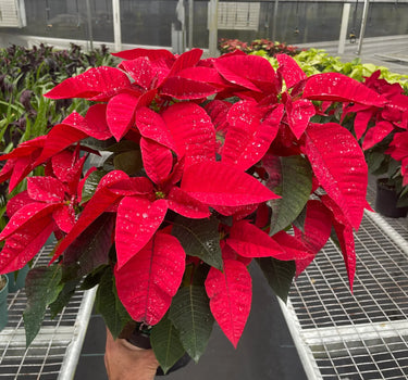 Poinsettia 'Red'