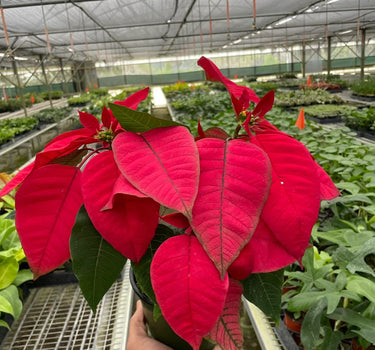 Poinsettia 'Red'