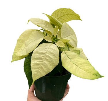 Poinsettia 'White'