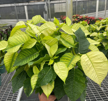 Poinsettia 'White'