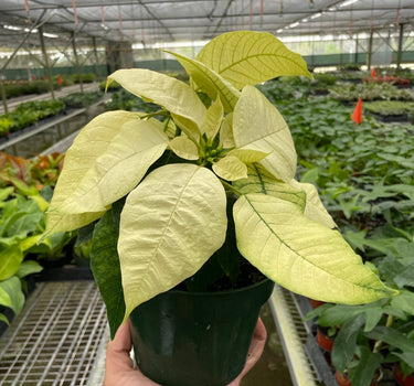 Poinsettia 'White'