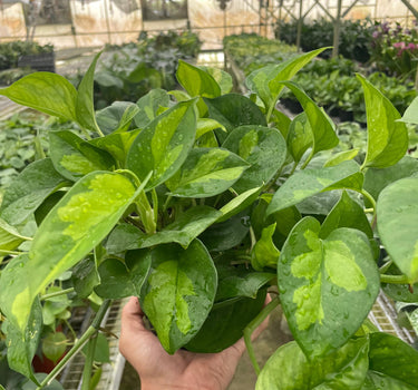 Pothos 'Global Green'