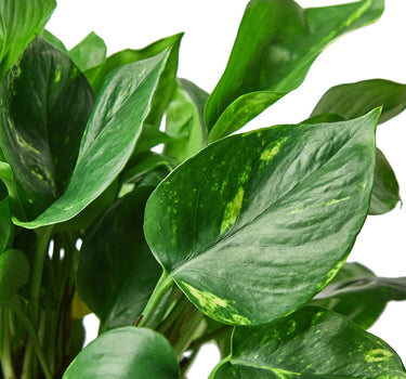 Pothos 'Golden'