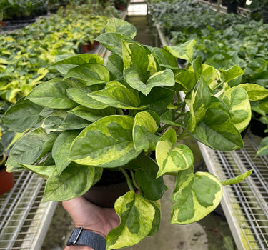 Pothos 'Lemon Meringue'