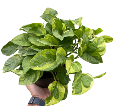Pothos 'Lemon Meringue'