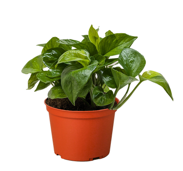 Pothos 'Lemon Top'