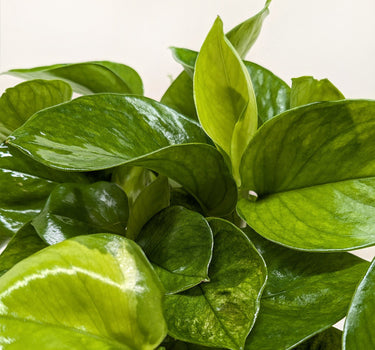Pothos 'Lemon Top'
