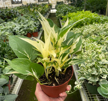 Pothos 'Mutant Manjula'