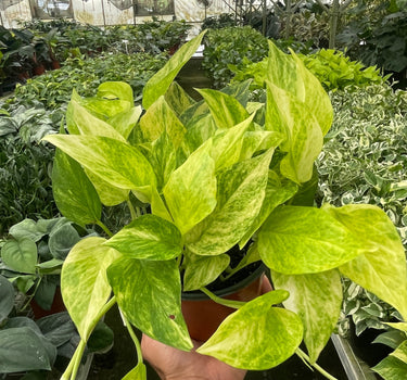 Pothos 'Neon Queen'
