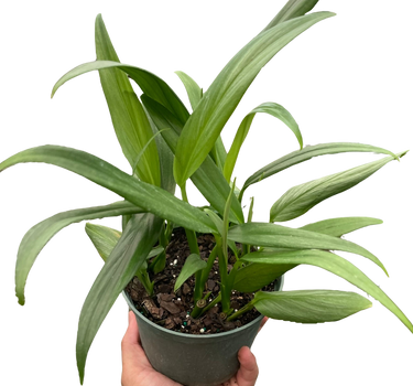 Pothos 'Silver Streak'