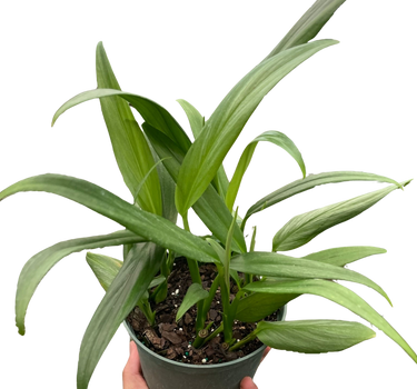 Pothos 'Silver Streak'