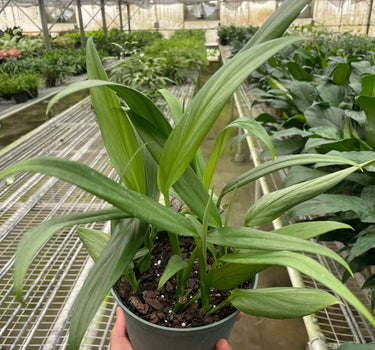 Pothos 'Silver Streak'