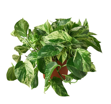 Pothos 'Marble Queen'