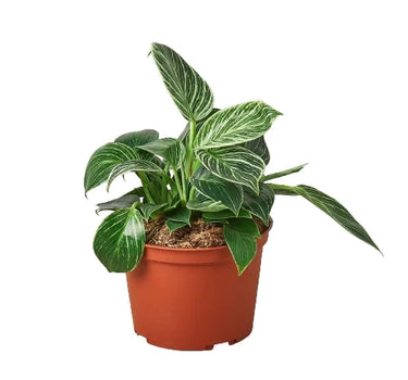 Philodendron 'Birkin'