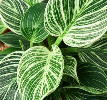 Philodendron 'Birkin'