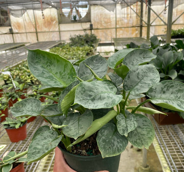 Schismatoglottis 'Sarawak'