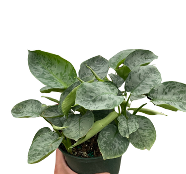 Schismatoglottis 'Sarawak'