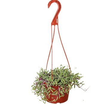 String of Rubies - 6" Pots