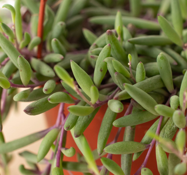 String of Rubies - 6" Pots