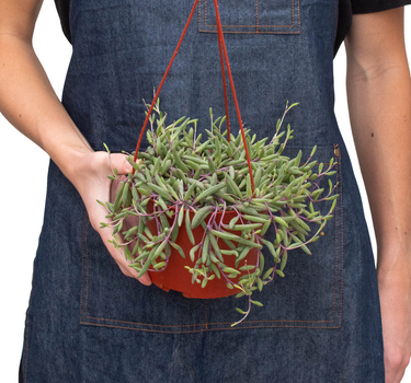 String of Rubies - 6" Pots