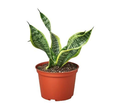 Snake Plant Twist