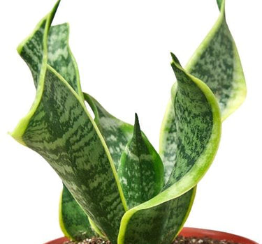 Snake Plant Twist