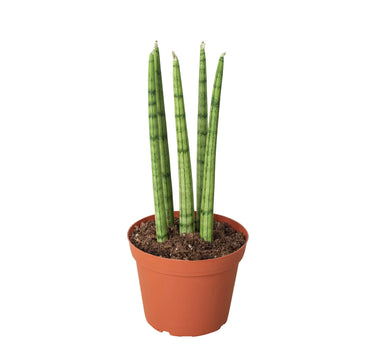 Snake Plant Cylindrica