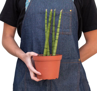 Snake Plant Cylindrica
