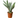 Snake Plant 'Sayuri'