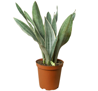 Snake Plant 'Sayuri'