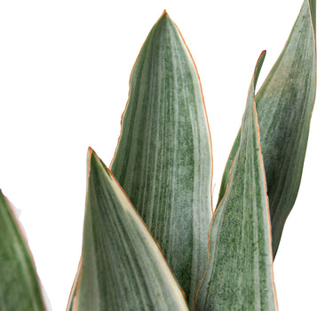 Snake Plant 'Sayuri'
