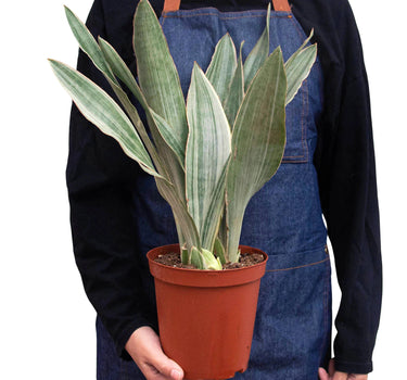 Snake Plant 'Sayuri'