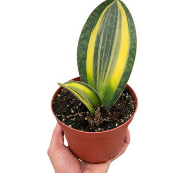 Variegated Shark Fin Snake Plant
