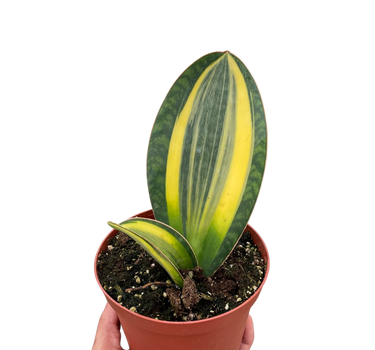 Variegated Shark Fin Snake Plant