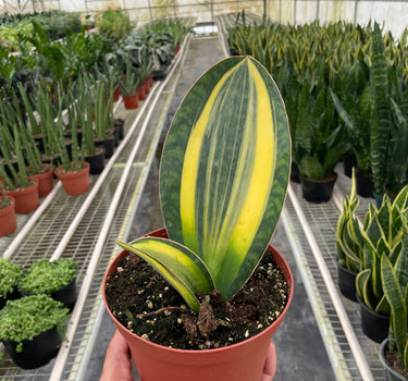 Variegated Shark Fin Snake Plant