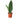 Shark Fin Snake Plant