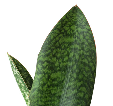 Shark Fin Snake Plant